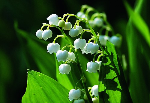 Lily of the Valley